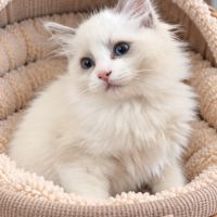 Chaton mâle ragdoll loof #1