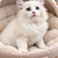 Chaton mâle ragdoll loof