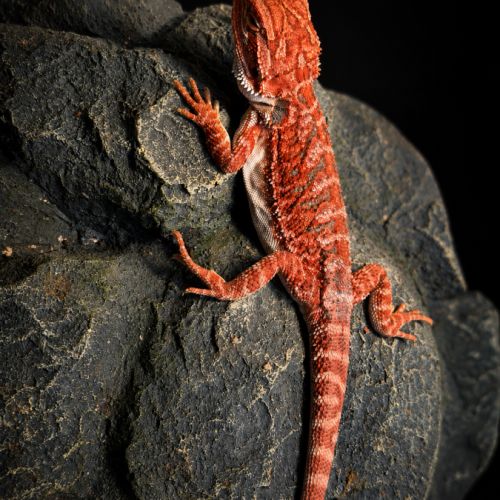 Pogona red blue bar #2