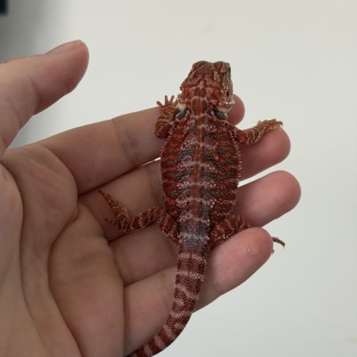 Pogona red blue bar #3