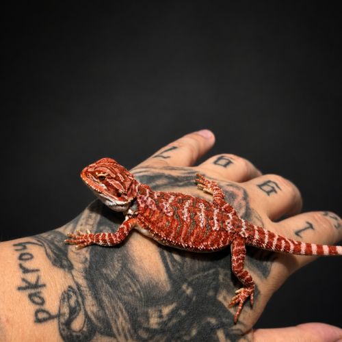 Pogona red blue bar #5