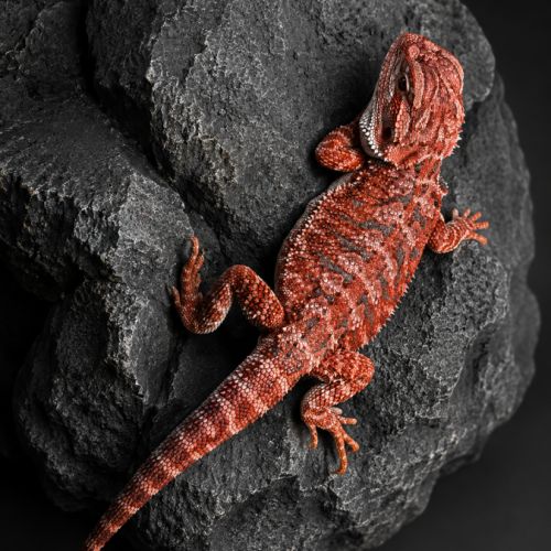 Pogona red blue bar #6