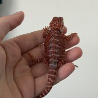 Pogona red blue bar #3