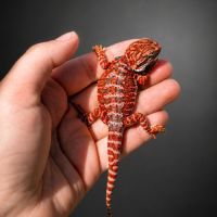 Pogona red blue bar #0