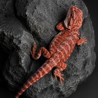 Pogona red blue bar #6