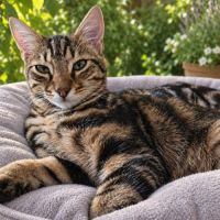 Ziggy, adorable chaton à l'adoption
