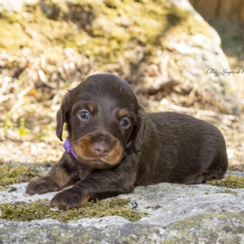 Chiots mâles teckel nain / kaninchen poil long lof #2