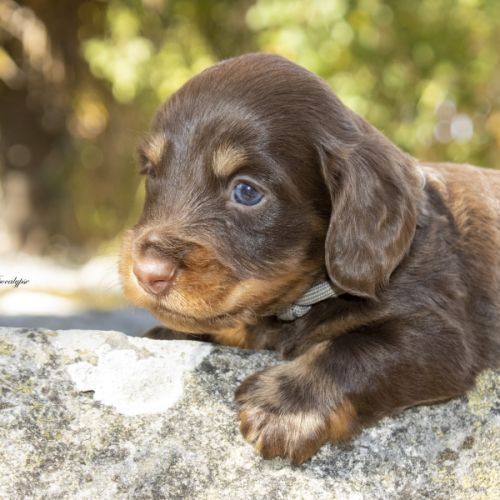 Chiots mâles teckel nain / kaninchen poil long lof #3
