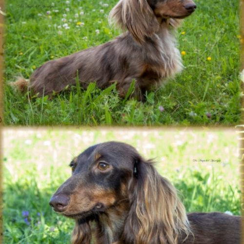 Chiots mâles teckel nain / kaninchen poil long lof #6