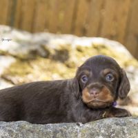 Chiots mâles teckel nain / kaninchen poil long lof #1