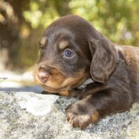 Chiots mâles teckel nain / kaninchen poil long lof #3