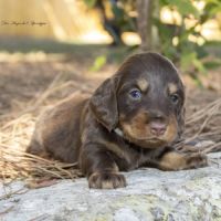 Chiots mâles teckel nain / kaninchen poil long lof #4