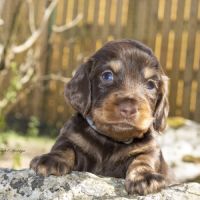 Chiots mâles teckel nain / kaninchen poil long lof