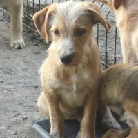 Roméo sorti de fourrière avec sa maman en roumanie #3