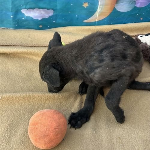 Lilo bébé abandonné en roumanie #4