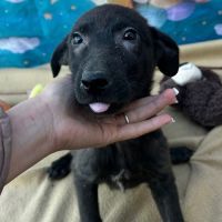 Lilo bébé abandonné en roumanie