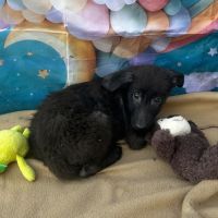 Lilo bébé abandonné en roumanie #2