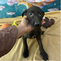 Lilo bébé abandonné en roumanie #3