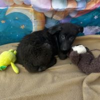 Lilo bébé abandonné en roumanie #5