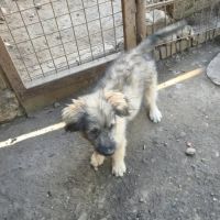 Mio sorti de fourrière avec sa maman en roumanie #4