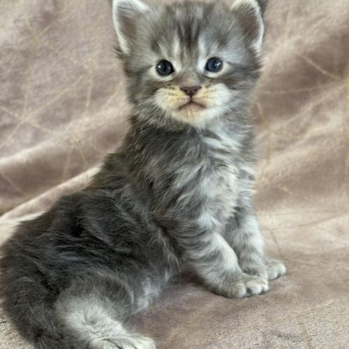 Chatons maine coon mâles et femelles loof #0