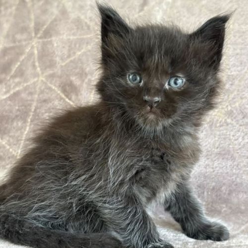 Chatons maine coon mâles et femelles loof #2