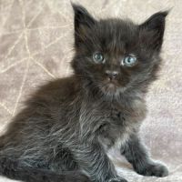 Chatons maine coon mâles et femelles loof #2