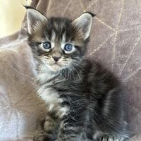 Chatons maine coon mâles et femelles loof #3