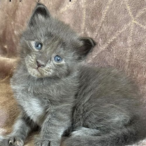 Chatons maine coon polydactyles #2
