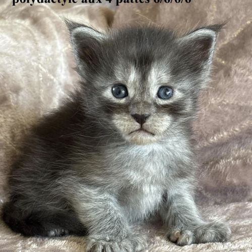 Chatons maine coon polydactyles #3