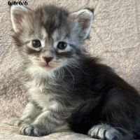 Chatons maine coon polydactyles
