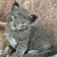 Chatons maine coon polydactyles #2