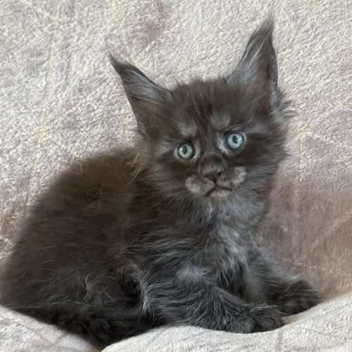 Chaton maine coon black smoke loof #0