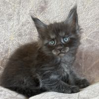Chaton maine coon black smoke loof