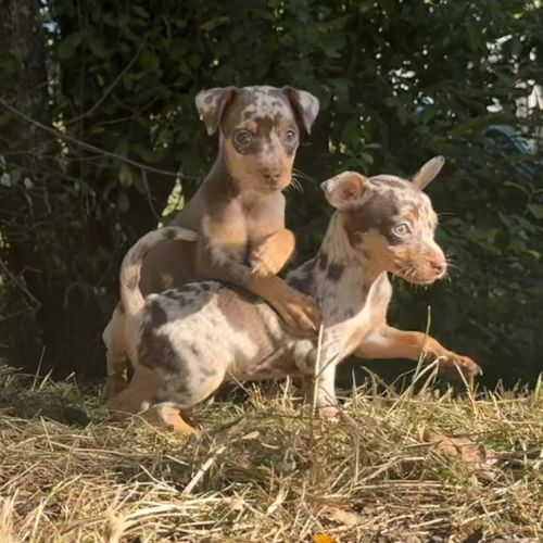 Pinscher nain exotique