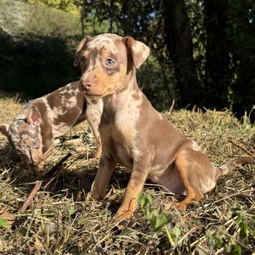 Pinscher nain exotique #2