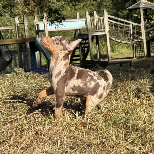 Pinscher nain exotique #3
