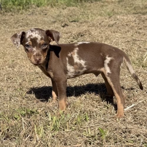 Pinscher nain exotique #4