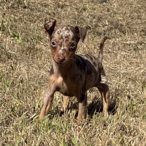 Pinscher nain exotique #5