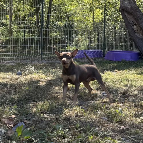 Pinscher nain exotique #7