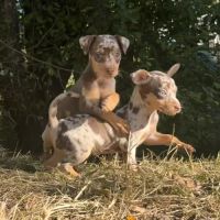 Pinscher nain exotique #0