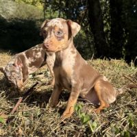 Pinscher nain exotique #2