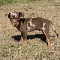 Pinscher nain exotique #4