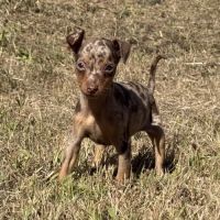 Pinscher nain exotique #5