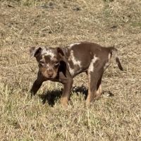 Pinscher nain exotique #6