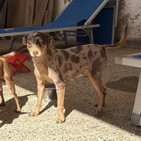 Pinscher nain exotique #8