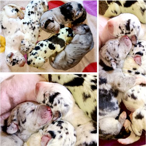 Magnifiques chiots dogue allemand