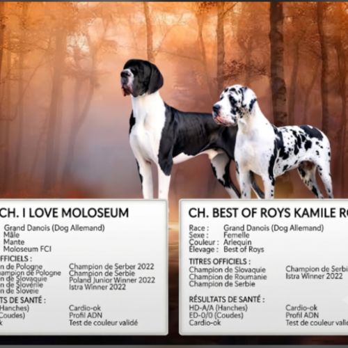 Magnifiques chiots dogue allemand #4