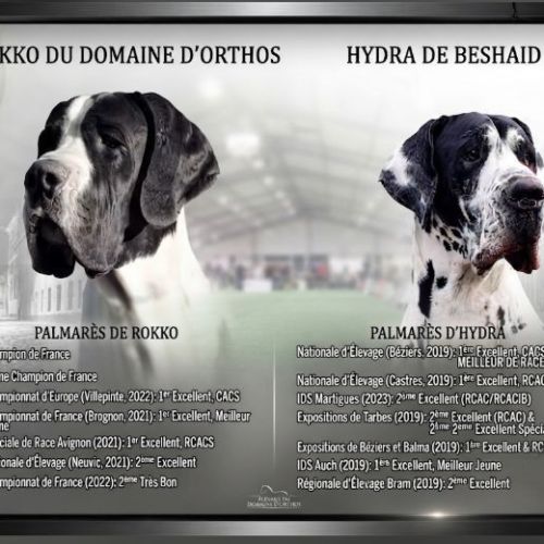 Magnifiques chiots dogue allemand #5