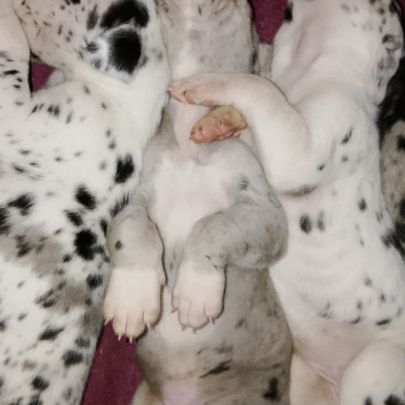 Magnifiques chiots dogue allemand #6